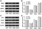 RhoA/RhoB/RhoC Antibody in Western Blot (WB)