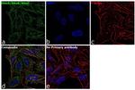 RhoA/RhoB/RhoC Antibody in Immunocytochemistry (ICC/IF)