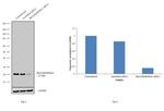 RhoA/RhoB/RhoC Antibody in Western Blot (WB)