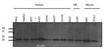 Pan Ras Antibody in Western Blot (WB)