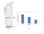 Pan Ras Antibody