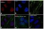 SOX2 Antibody in Immunocytochemistry (ICC/IF)