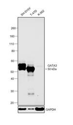 GATA3 Antibody