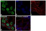 GATA3 Antibody in Immunocytochemistry (ICC/IF)