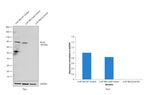 PSD-95 Antibody