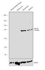 PSD-95 Antibody in Western Blot (WB)