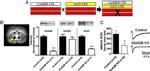 CaMKII alpha Antibody in Western Blot (WB)