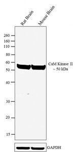 CaMKII alpha Antibody in Western Blot (WB)