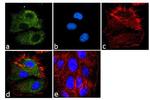 eIF1 Antibody in Immunocytochemistry (ICC/IF)