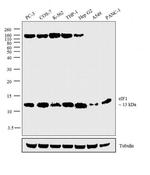 eIF1 Antibody in Western Blot (WB)