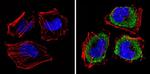 eIF1 Antibody in Immunocytochemistry (ICC/IF)