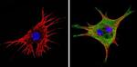 eIF1 Antibody in Immunocytochemistry (ICC/IF)