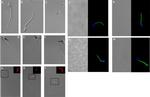 Sp56 Antibody in Immunocytochemistry (ICC/IF)