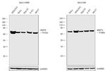 HSP70 Antibody