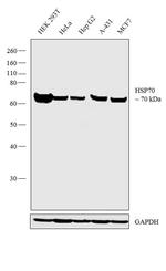 HSP70 Antibody in Western Blot (WB)