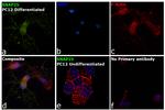 SNAP25 Antibody