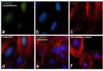 Cyclin B2 Antibody