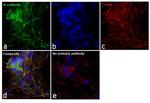 N-cadherin Antibody in Immunocytochemistry (ICC/IF)