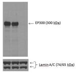 p300 Antibody in Western Blot (WB)