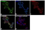 Caspase 7 Antibody in Immunocytochemistry (ICC/IF)