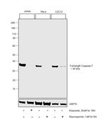 Caspase 7 Antibody in Western Blot (WB)