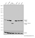 Caspase 9 Antibody in Western Blot (WB)