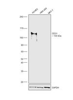 CD31 Antibody in Western Blot (WB)