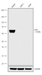 Syk Antibody