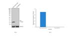 beta-2 Microglobulin Antibody