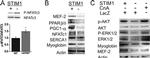 NFATC1 Antibody in Western Blot (WB)