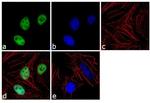 TRIM28 Antibody in Immunocytochemistry (ICC/IF)