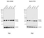 HMGB1 Antibody