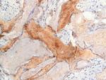 Osteocalcin Antibody in Immunohistochemistry (Paraffin) (IHC (P))