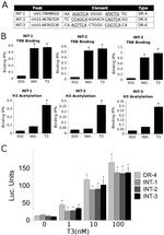 THRB Antibody in ChIP Assay (ChIP)