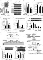 ID3 Antibody