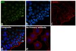 XPC Antibody in Immunocytochemistry (ICC/IF)