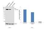 XPC Antibody