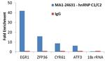 hnRNP C1/C2 Antibody in RNA Immunoprecipitation (RIP)