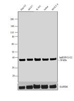 hnRNP C1/C2 Antibody in Western Blot (WB)