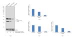 FGF2 Antibody