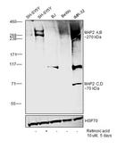 MAP2 Antibody