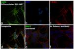 MAP2 Antibody in Immunocytochemistry (ICC/IF)