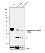 Alpha-Smooth Muscle Actin Antibody in Western Blot (WB)