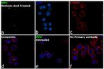 Myeloperoxidase Antibody in Immunocytochemistry (ICC/IF)