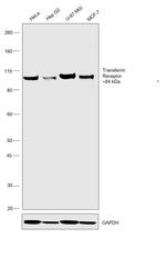 Transferrin Receptor Antibody in Western Blot (WB)