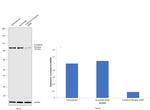 Transferrin Receptor Antibody