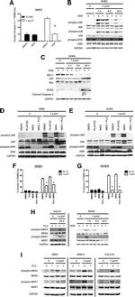 NOXA Antibody in Western Blot (WB)