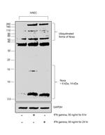 NOXA Antibody