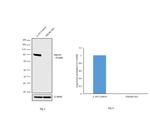 PI3K p85 alpha Antibody in Western Blot (WB)