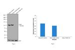 ITGB1 Antibody in Western Blot (WB)